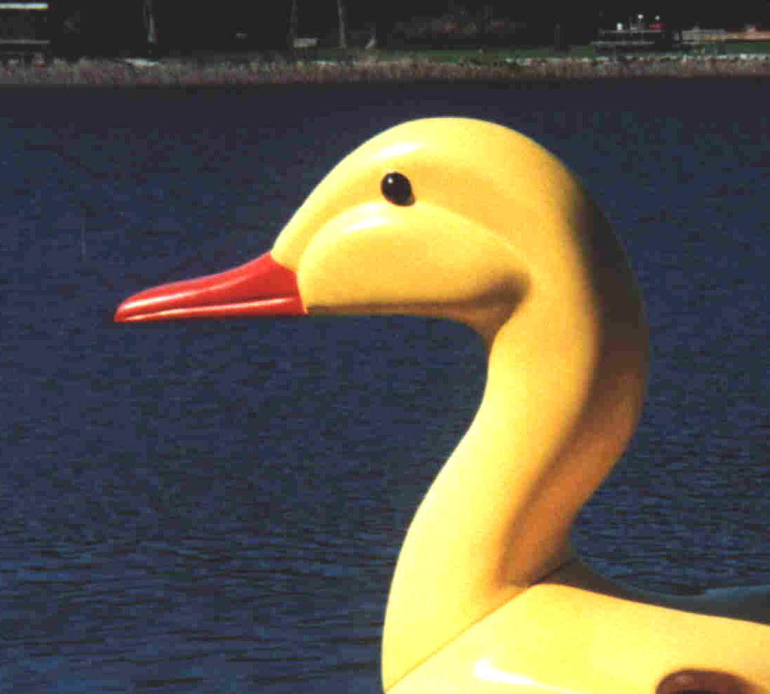 Duckhead2